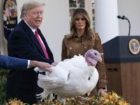 Watch: President Donald Trump Pardons Turkey at the White House