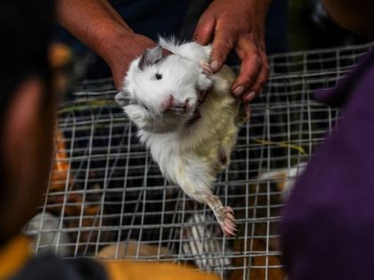 Guinea pigs, a popular source of meat in southern Colombia, are on sale at a street market in Pasto, Colombia, on January 7, 2019. (Photo by Juan BARRETO / AFP) (Photo credit should read JUAN BARRETO/AFP via Getty Images)