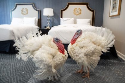 TOPSHOT - Corn and Cob, a pair of turkeys that will be pardoned by US President Donald Trump, walk inside their hotel room at the Willard Intercontinental Hotel in Washington, DC on November 23, 2020, while awaiting the White House pardoning ceremony later this week ahead of the Thanksgiving holiday. …