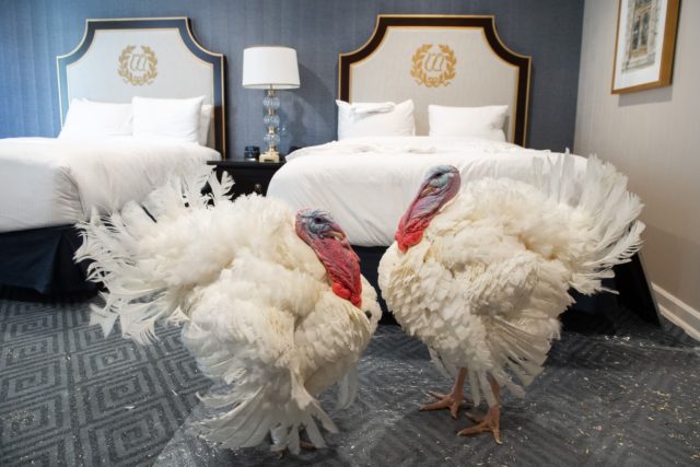 TOPSHOT - Corn and Cob, a pair of turkeys that will be pardoned by US President Donald Tru