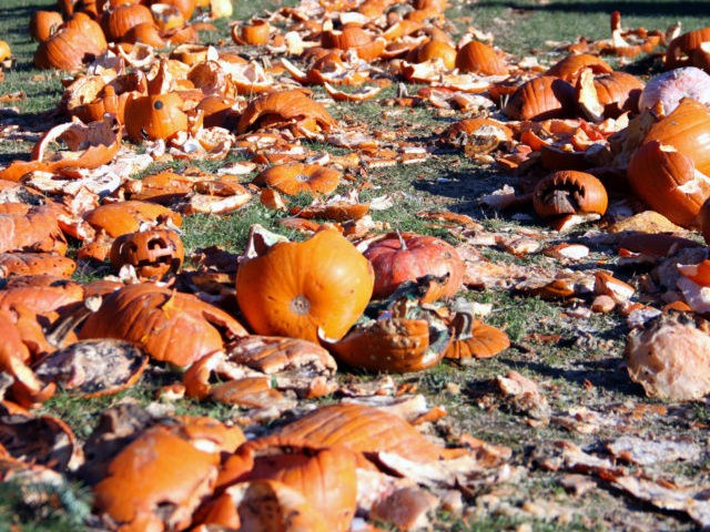 A bunch of smashed pumpkins are seen together.