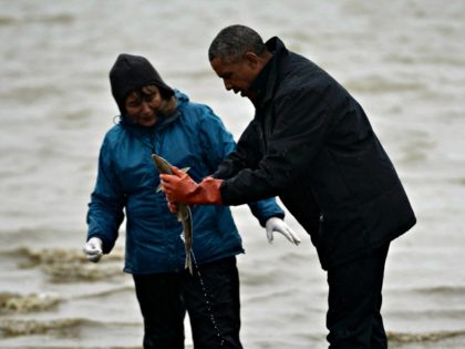 A salmon sprays US President Barack Obama as he picks it up while meeting with local fishermen and their families on Kanakanak Beach in Dillingham, Alaska on September 2, 2015. AFP PHOTO/MANDEL NGAN (Photo credit should read MANDEL NGAN/AFP via Getty Images)