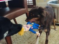 Biden Dogs Play Tug-of-War with Trump Toy as Joe Calls for 'Unity'