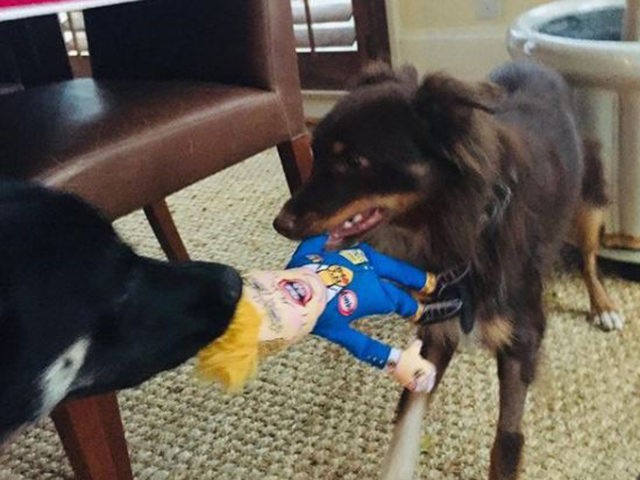 Photos: Joe Biden’s Dogs Play Tug-of-War with Trump Toy as He Calls for ‘Unity’