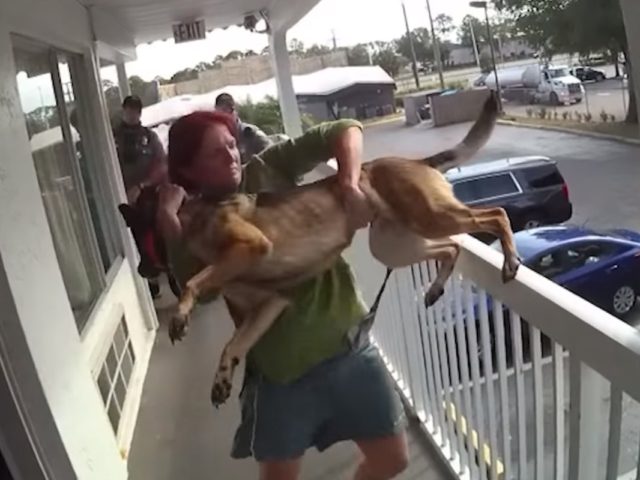 A suspect is shown just before tossing a dog over the railing of a motel in Daytona Beach,
