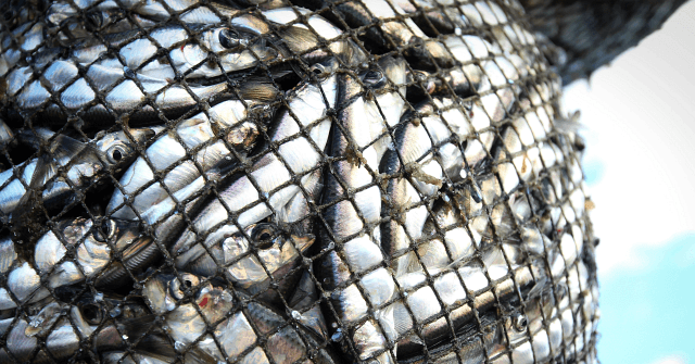 Over 95% of Fish Taken from British Marine Protected Area Went to EU - Vimarsana News
