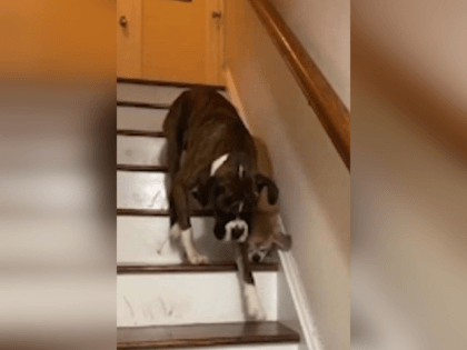 Dexter the boxer helps his friend down the stairs
