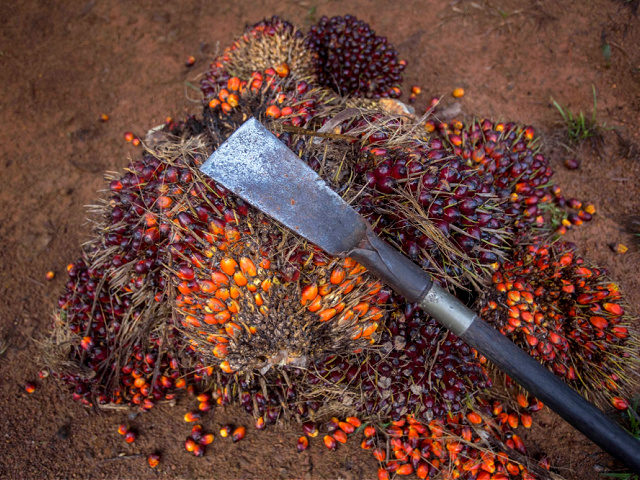 A tool used for harvesting palm oil rests on thorny fruit bunches in Sabah, Malaysia, Mond