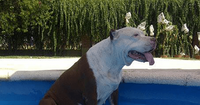Rescue dog rescues blind pit bull from drowning in pool