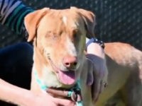 Blind Veteran Adopts San Diego Rescue Dog Without Eyes