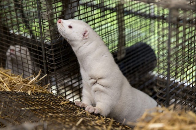 BORDING, DENMARK NOVEMBER 07: A mink at farmer Stig Sørensen's estate where all minks must be culled due to a government order on November 7, 2020 in Bording, Denmark. Like many other owners of mink farms, Stig Sørensen has been forced to cull all his 34.000 minks due to a …