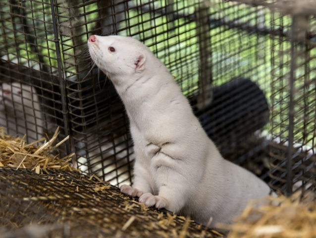 Men Behind Swedish Mink Farm Arson Linked to Terror Groups - Vimarsana News