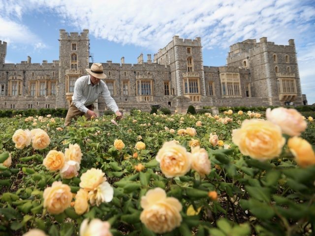 WINDSOR, ENGLAND - AUGUST 05: A gardener works on a rose bed as Windsor Castle's East Terr