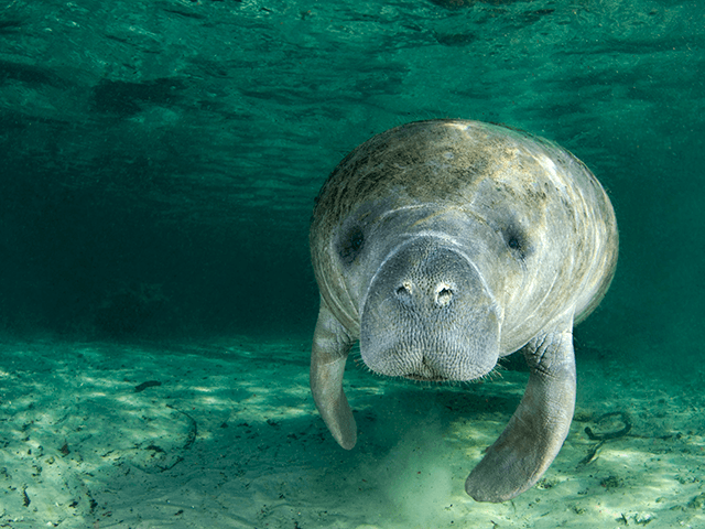 A manatee (Trichechus manatus latirostrus) swims along underwater in the springs of Crysta