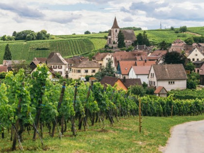 grapes grows in rows in the fields of Trimbach, winemaking business in France, fresh green background.(Riboville, Alsace, France)