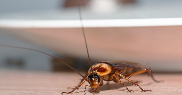 VIDEO: Zoo Lets People Name Cockroaches After Exes for Valentine's Day