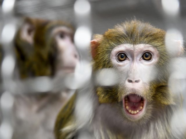 A Rhesus macaque, part of the 11 rescued monkeys from research laboratories, looks on from