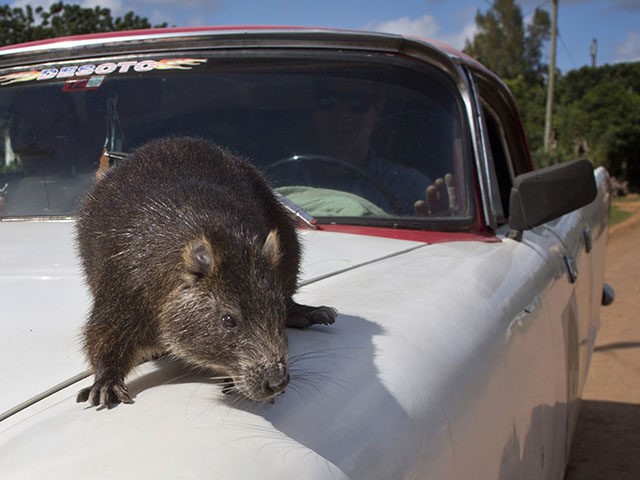 In this Nov. 17, 2014 photo, Congui, a domesticated hutia, walks on the hood of its owner
