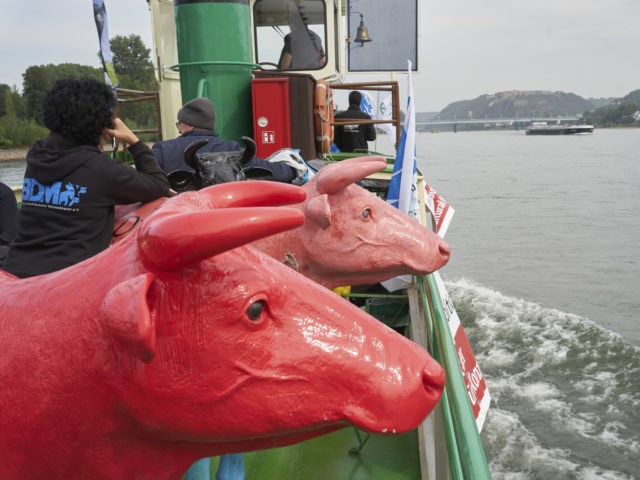 Dairy farmers transport life-size replicas of cows by ship on the river Rhine to a demonst