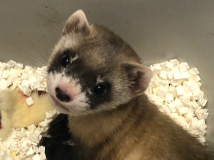 Black-footed ferret Elizabeth Ann is the first US Endangered species to be cloned. (@USFWS