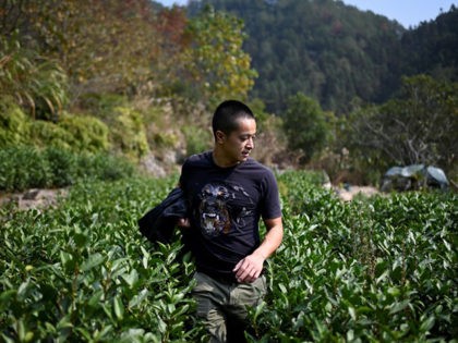 This picture taken on November 13, 2019 shows Chinese farmer Ma Gongzuo checking his tea garden in Songyang county in China's Zhejiang province. - Once a modest beekeeper, Ma Gongzuo has been driving a BMW since he started selling his honey using a technique increasingly popular with Chinese farmers: video …