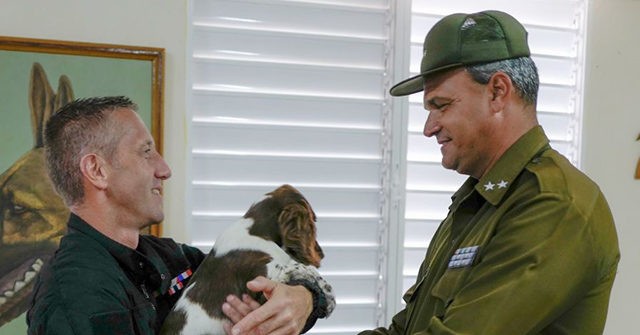 Cuba: Animal Rights Activist Says Communist Party Is Poisoning Dogs - Vimarsana News