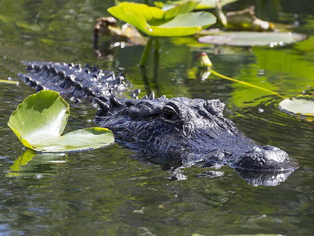 A wild alligator is seen in the waters along the side of the Anhinga Trail in Everglades N