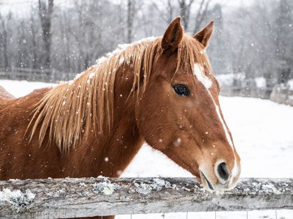 Beautiful brown horse standing behind wooden fence during winter snowfall