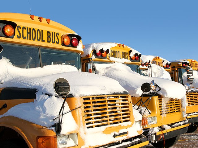 A row of school buses covered in snow.