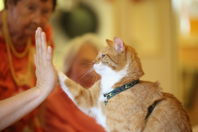 Cat High Five