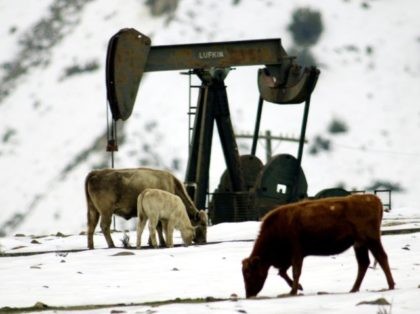 Cattle graze in the snow near an oil well.