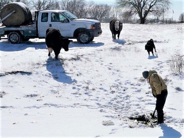 Texas rancher works to feed and water cattle during Texas Winter Storm. (AP Photo: Orlin Wagner)
