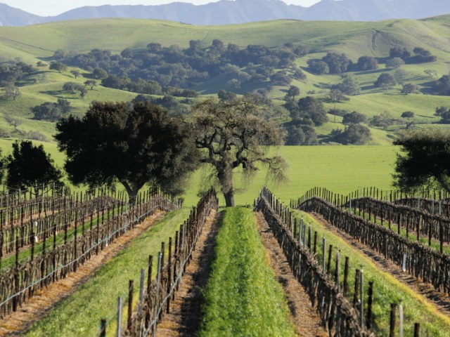The Firestone Vineyard stretchs toward rolling hills in the Santa Ynez Valley in Santa Bar