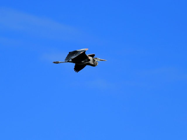 ST SIMONS ISLAND, GEORGIA - NOVEMBER 20: A blue heron flies above the course during the se