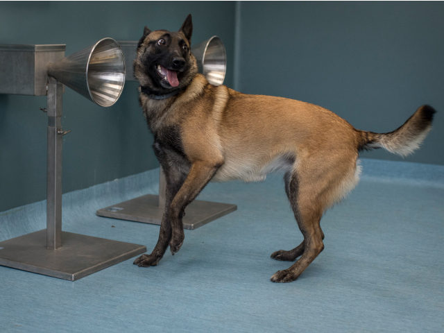 PARIS, FRANCE - OCTOBER 15: A dog sniffs out COVID-19 during a training at the national veterinary school of Alfort on October 15, 2020 in Paris, France. Researchers around the world are training canines to detect COVID-19. (Photo by Siegfried Modola/Getty Images)