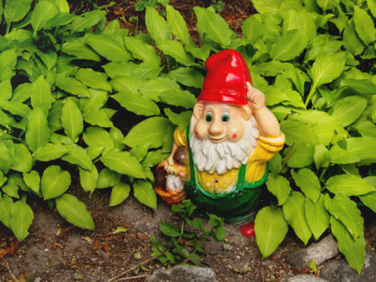 Garden gnome with basket full of mushrooms. Colorful sculpture in leaves of Hosta plant. Summer sunset in garden. - stock photo Garden gnome with basket full of mushrooms. Colorful sculpture in leaves of Hosta plant. Summer sunset in garden.