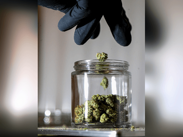 In this March 22, 2019 file photo, shows marijuana buds being sorted into a prescription jar at Compassionate Care Foundation's medical marijuana dispensary in Egg Harbor Township, N.J. Voters in four states could embrace broad legal marijuana sales on Election Day, setting the stage for a watershed year for the …