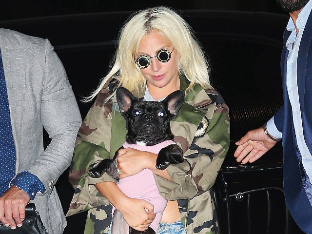 Photo by: XPX/STAR MAX/IPx 2021 2/26/21 Lady Gaga's French Bulldogs Found 'Safe' after Dog Walker was shot during armed robbery 2 days ago. STAR MAX File Photo: 6/22/15 Lady Gaga is seen in New York City.