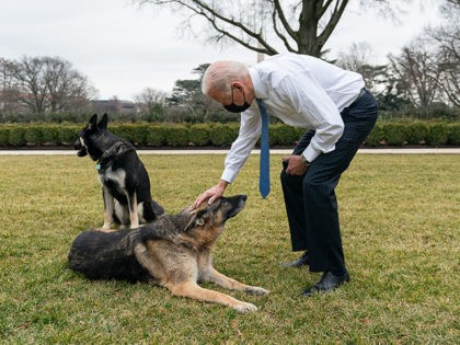 P20210125AS-0779: President Joe Biden greets the Biden’s dogs Champ and Major Monday, Jan. 25, 2021, in the Rose Garden of the White House. (Official White House Photo by Adam Schultz)