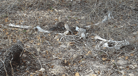 Frequently, all that is found are skeletal remains of the migrants left for dead by human smugglers. (Photo: Brooks County Sheriff's Office/Commander Jorge Esparza)