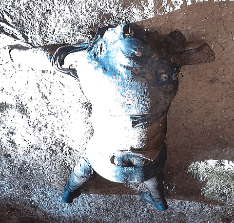 Brooks County Sheriff's Office deputies recover the decomposing remains of a migrant woman on March 12, 2021. The decedent was found on a ranch south of the Border Patrol checkpoint. (Photo: Brooks County Sheriff's Office/Deputy Samuel Rosas)