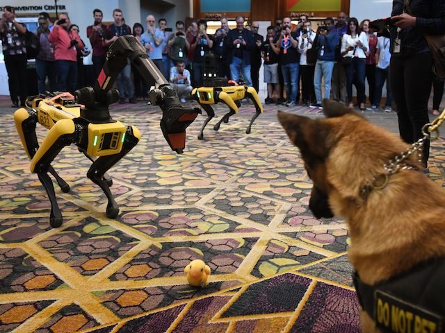 In this file photo, Kedy the Security K9 meets robotic digidogs called Spot and built by Boston Dynamics during the Amazon Re:MARS conference on robotics and artificial intelligence at the Aria Hotel in Las Vegas, Nevada on June 4, 2019. (Mark Ralston/AFP via Getty Images)