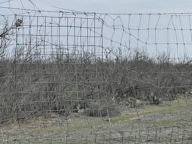 Fence damage caused by migrants marching through ranches in Kinney County, Texas. (Photo: Kinney County Sheriff's Office)