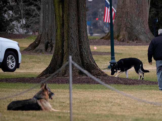 First dogs Champ and Major Biden are seen on the South Lawn of the White House in Washingt