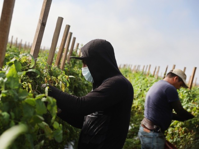Black Americans Score Settlement Against U.S. Farms that Replaced Them with Foreign Workers - Vimarsana News