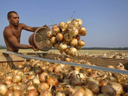 In this Tuesday, May 10, 2011 file photo, a field worker empties a bucket of vidalia onions into a waiting truck in Lyons, Ga. (David Goldman/AP Photo)