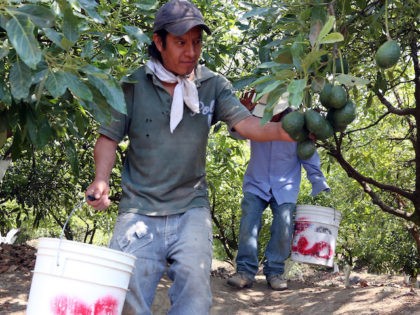 Farmers work at an avocado plantation in El Carmen ranch in the community of Tochimilco, P