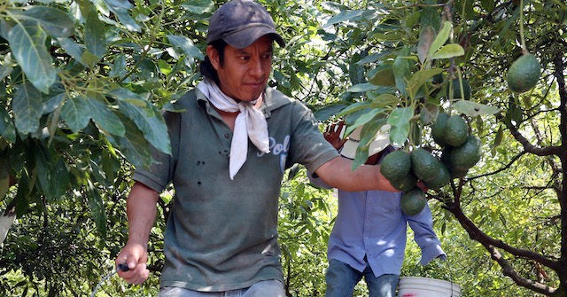 U.S. Stops All Mexican Avocado Imports Over Cartel Threats