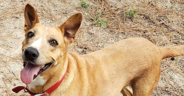 Good Boy!: OSU Researchers Show More Dogs in Neighborhood Results in Less Crime - Vimarsana News