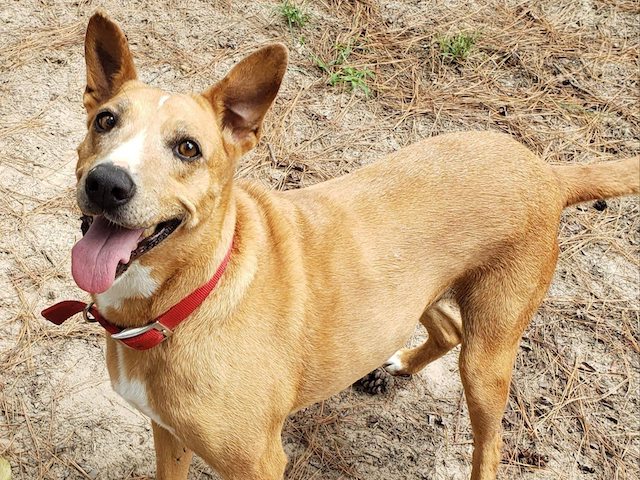 Family Adopts Senior Dog That Lived in Shelter for Seven Years - Vimarsana News